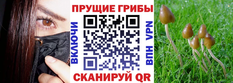Псилоцибиновые грибы мицелий Рассказово